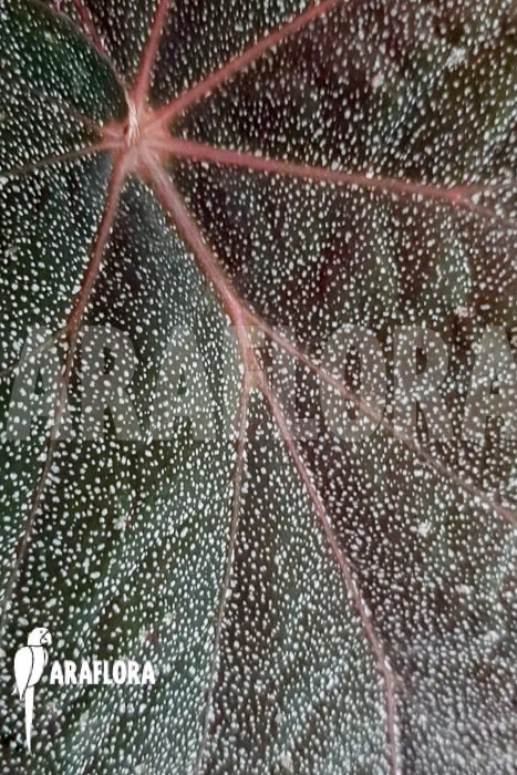 Begonia x ‚Taconite‘