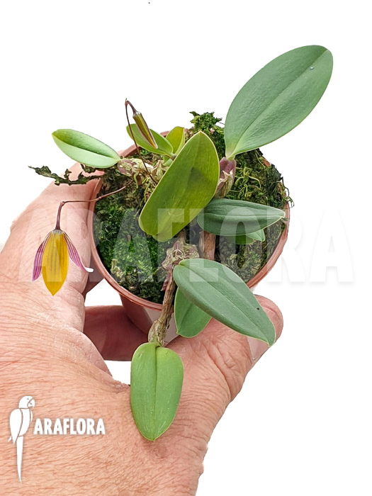 Bulbophyllum bolsteri ‚S‘