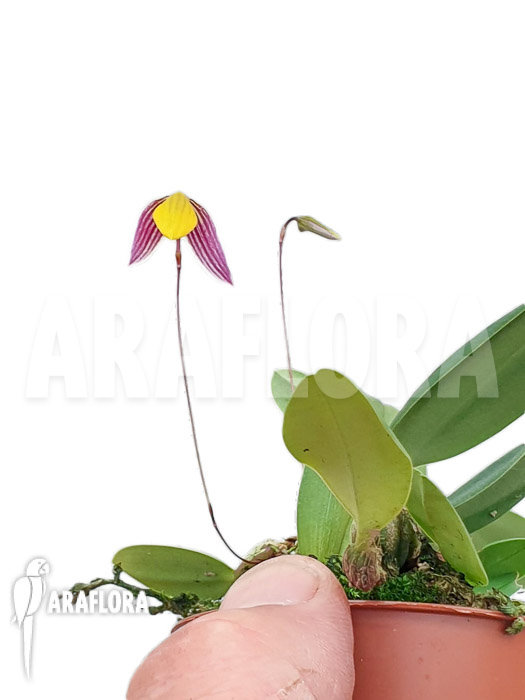 Bulbophyllum bolsteri ‚S‘