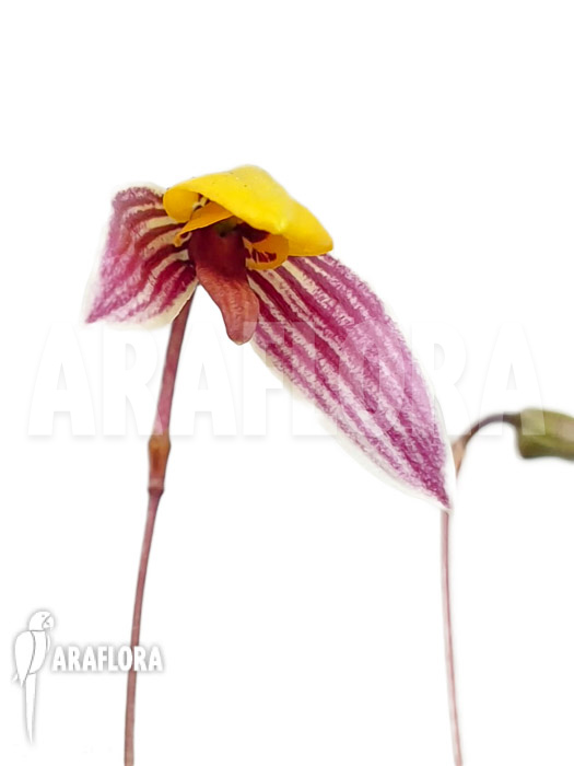 Bulbophyllum bolsteri ‚S‘