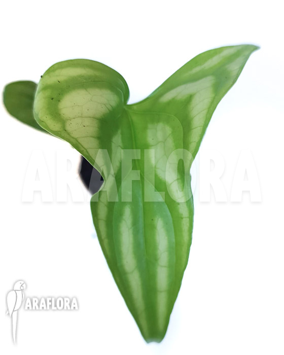 Cercistis mirabilis ‚Starter‘