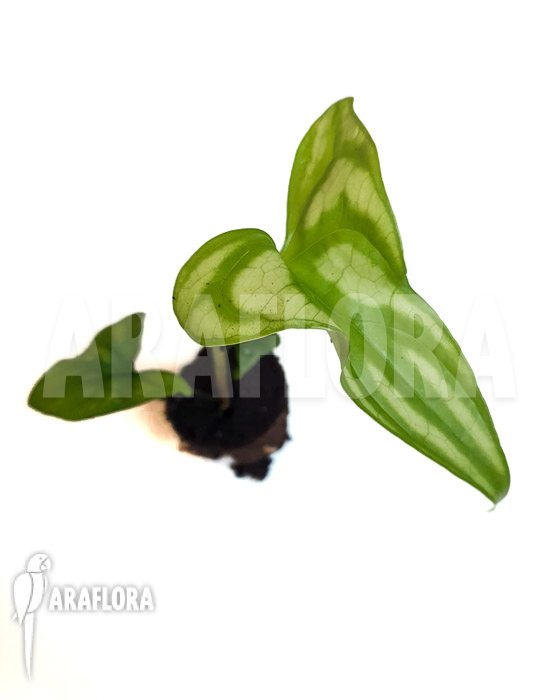 Cercistis mirabilis ‚Starter‘