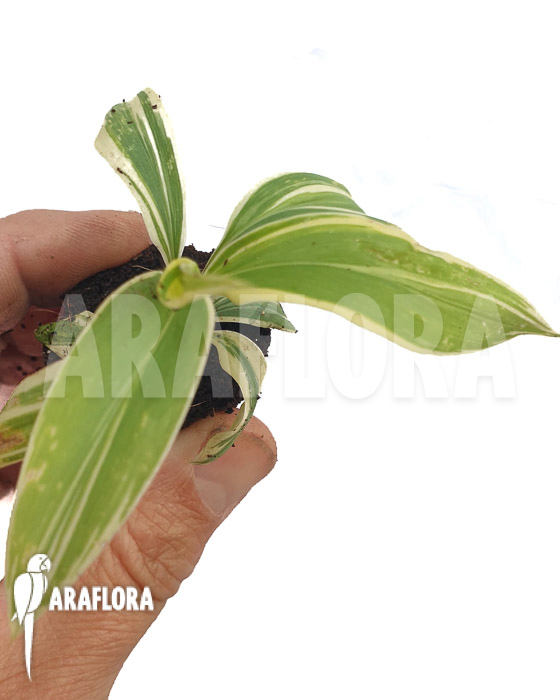 Cordyline chocolate queen