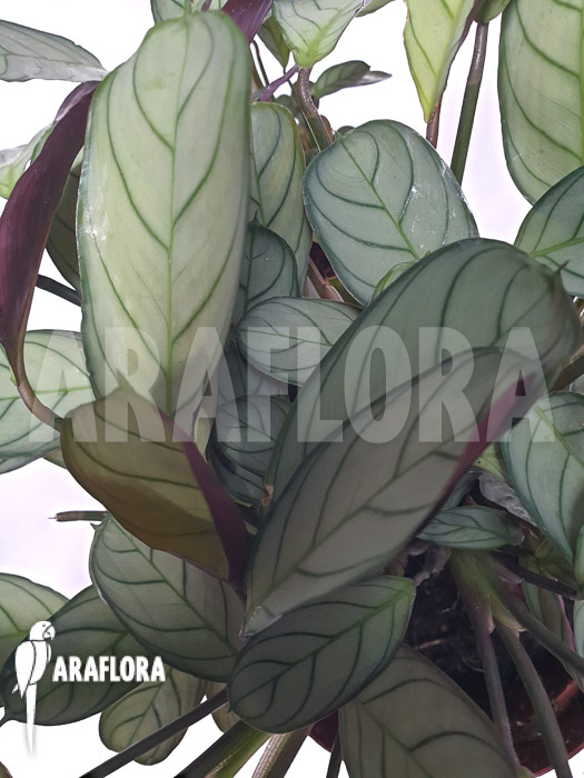 Ctenanthe burle-marxii ‚Amagris‘