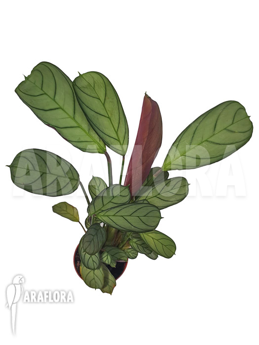 Ctenanthe burle-marxii ‚Amagris‘