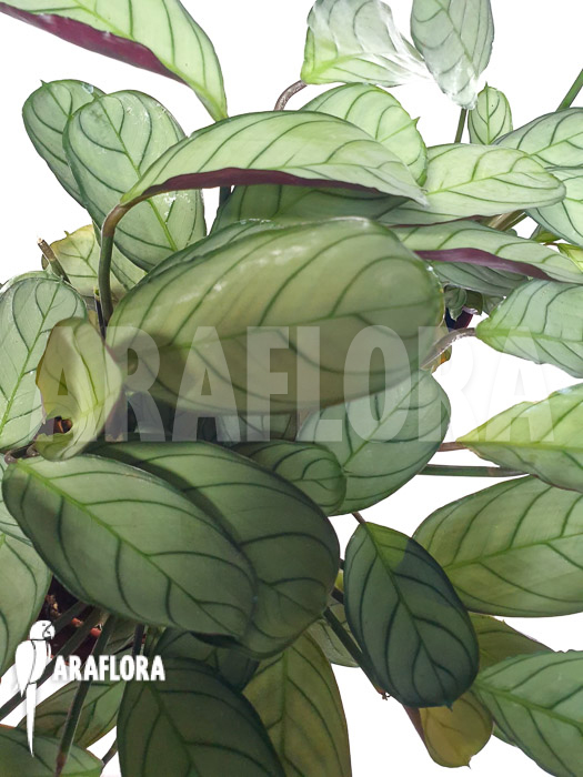 Ctenanthe burle-marxii ‚Amagris‘