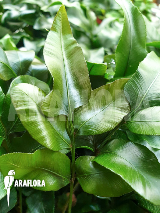 Davallia pentaphylla