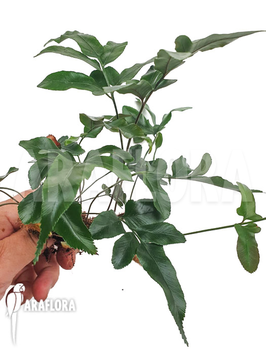 Davallia pentaphylla