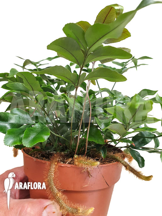 Davallia-pentaphylla-5