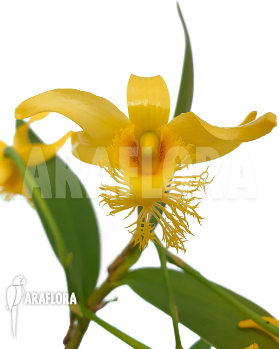 Dendrobium brymerianum