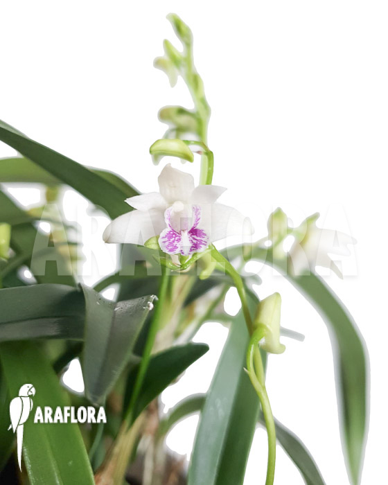 Dendrobium kingianum var silcockii