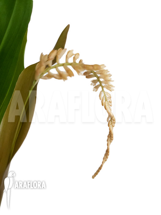 Dendrochilum convallariiforme