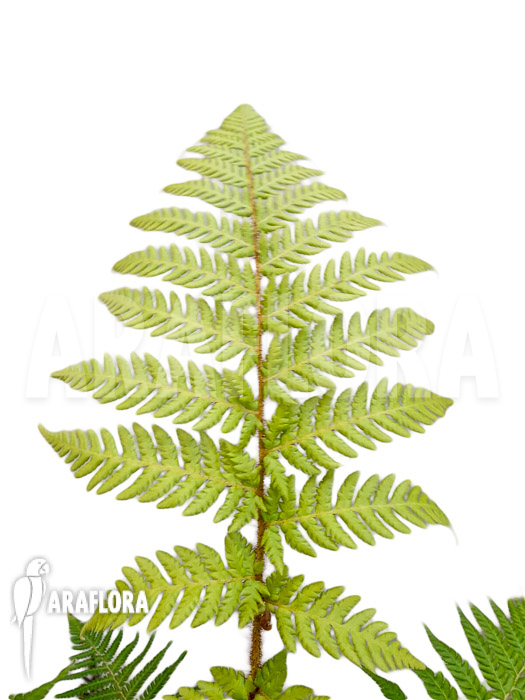 Dicksonia fibrosa ‚Starter‘