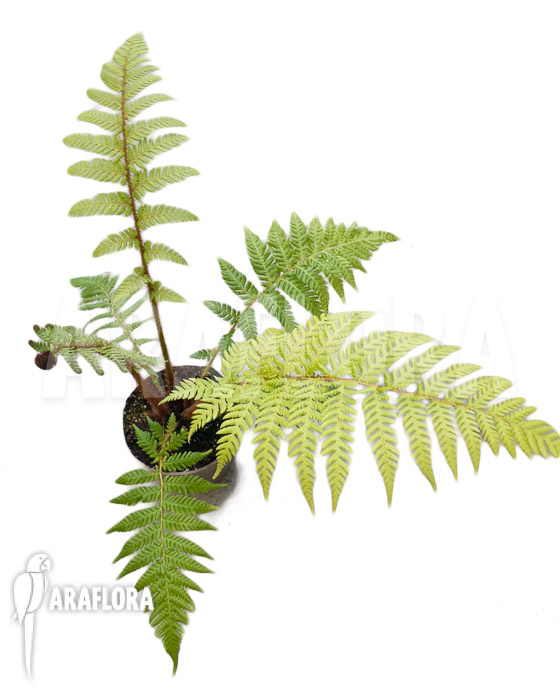 Dicksonia fibrosa ‚Starter‘