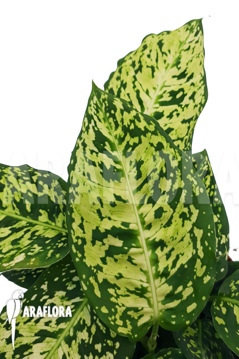 Dieffenbachia reflector