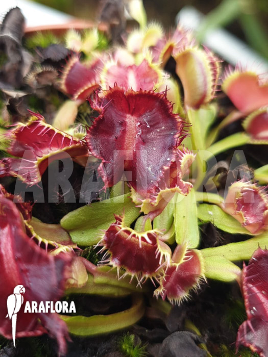 Dionaea muscipula ‚Avatar‘