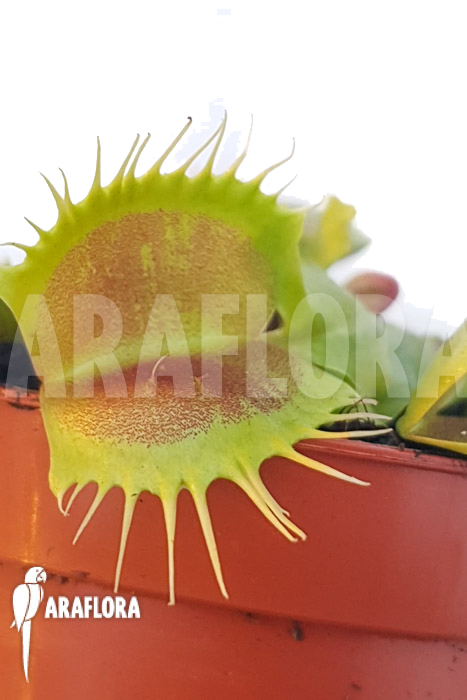 Dionaea muscipula ‚One and only 01‘