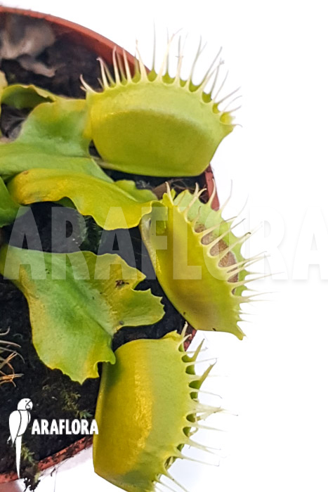 Dionaea muscipula ‚One and only 01‘