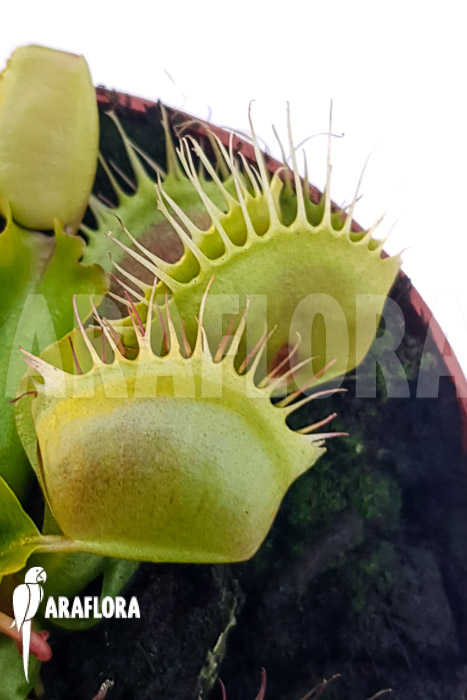 Dionaea muscipula ‚One and only 01‘