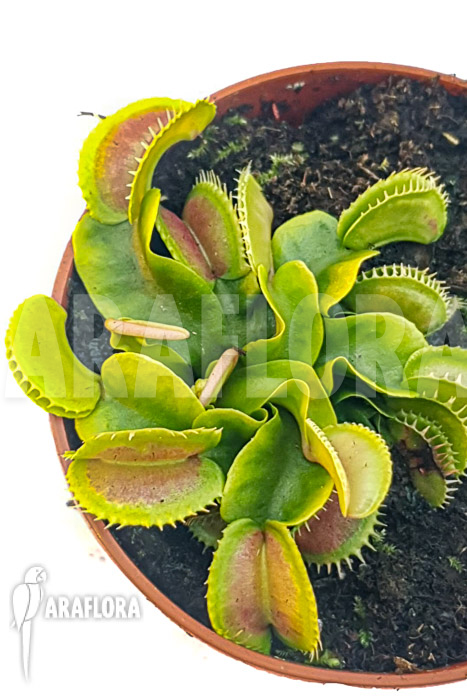 Dionaea muscipula ‚One and only 02‘