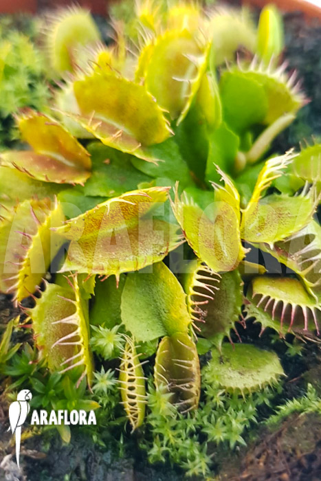 Dionaea muscipula ‚One and only 03‘