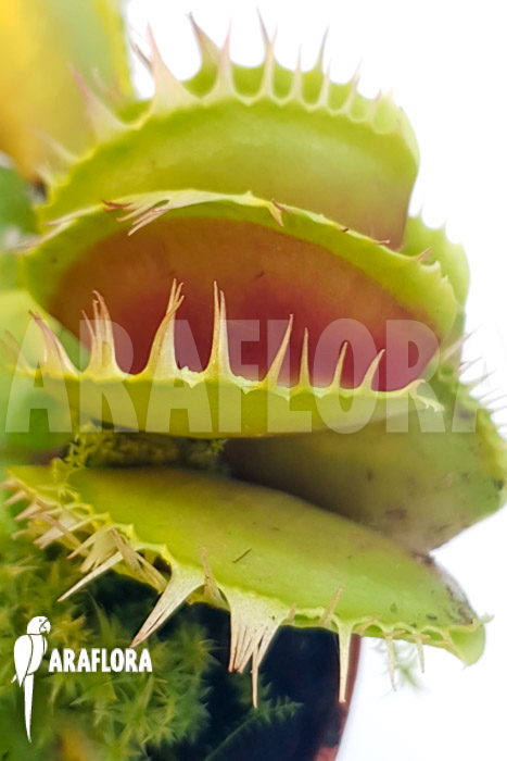 Dionaea muscipula ‚One and only 04‘