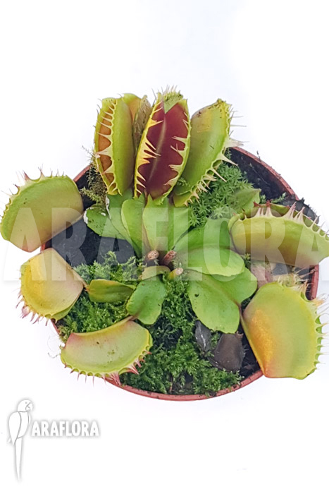 Dionaea muscipula ‚One and only 04‘