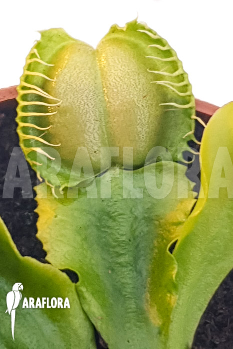 Dionaea muscipula ‚One and only 05‘