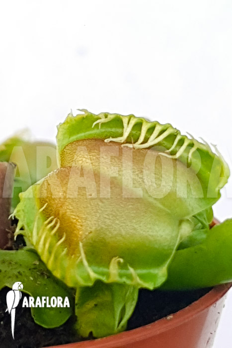 Dionaea muscipula ‚One and only 05‘