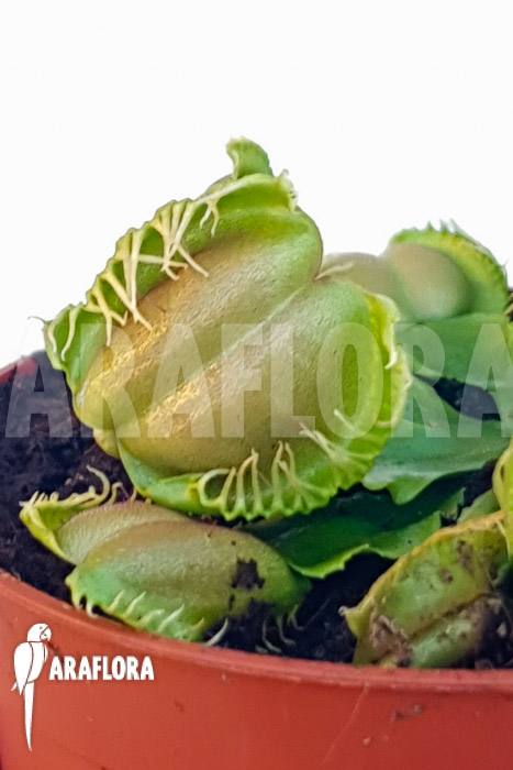Dionaea muscipula ‚One and only 05‘