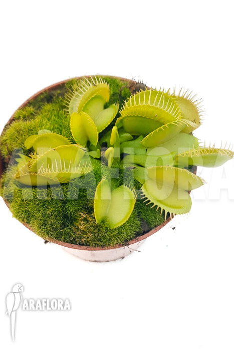 Dionaea muscipula ‚One and only 06‘