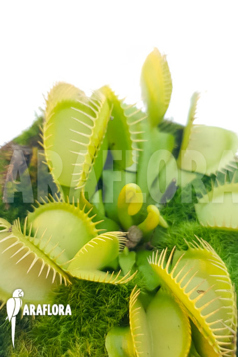 Dionaea muscipula ‚One and only 06‘