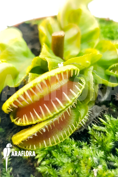 Dionaea muscipula ‚One and only 07‘