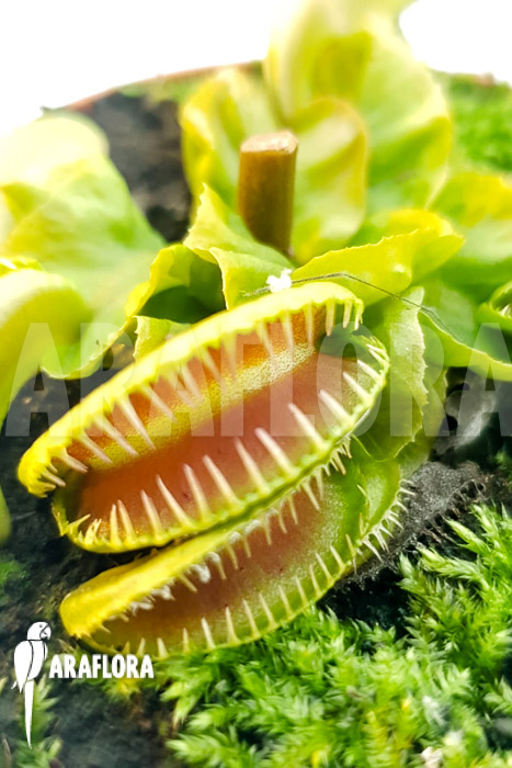 Dionaea muscipula ‚One and only 07‘
