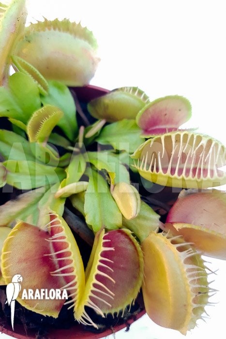 Dionaea muscipula ‚One and only 08‘