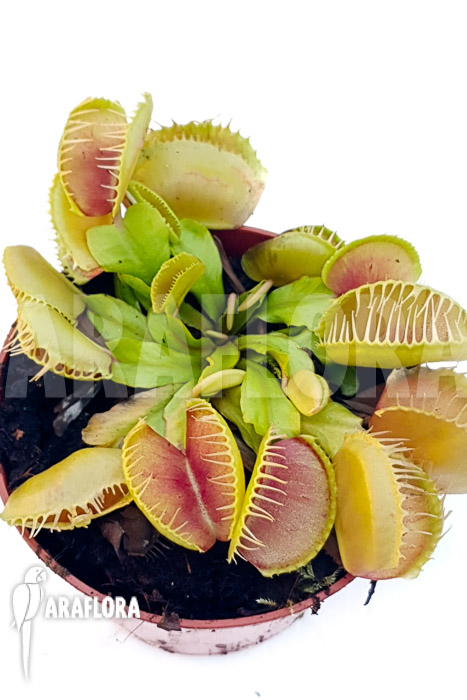 Dionaea muscipula ‚One and only 08‘