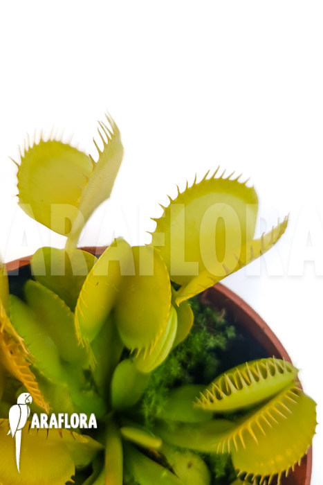 Dionaea muscipula ‚One and only 09‘