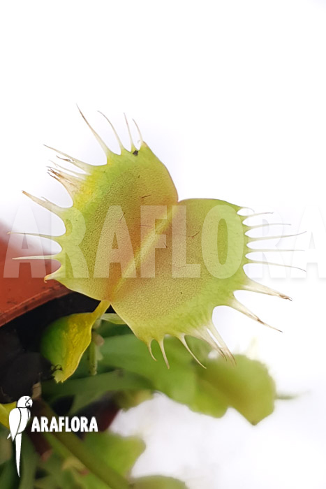 Dionaea muscipula ‚One and only 10‘