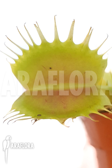 Dionaea muscipula ‚One and only 10‘