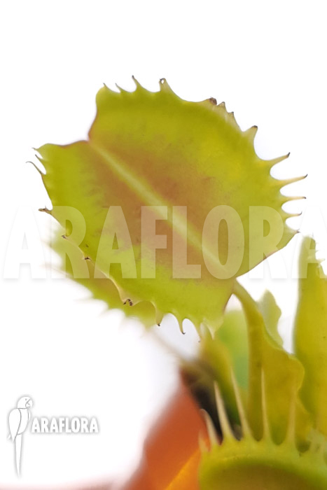 Dionaea muscipula ‚One and only 10‘