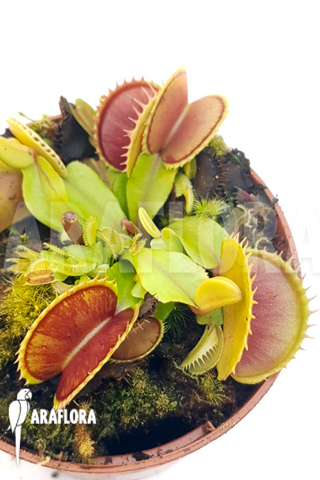 Dionaea muscipula ‚One and only 11‘
