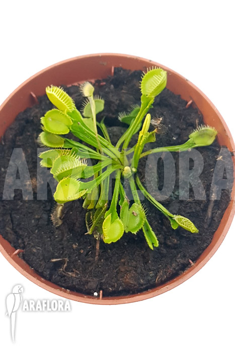 Dionaea muscipula ‚One and only 12‘