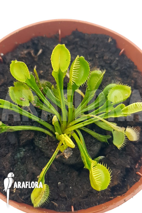 Dionaea muscipula ‚One and only 12‘
