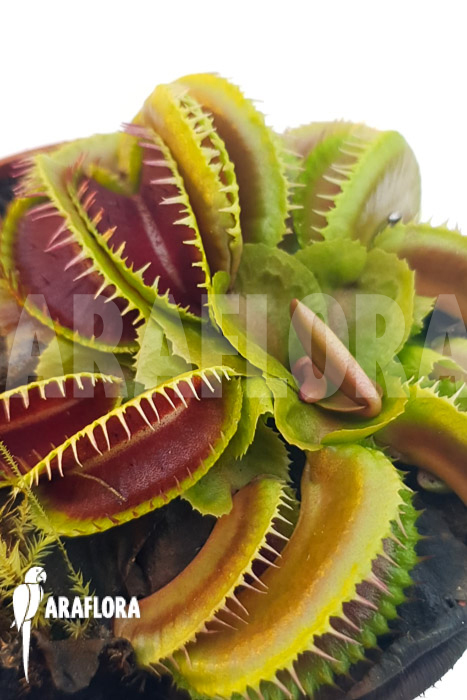 Dionaea muscipula ‚One and only 13‘