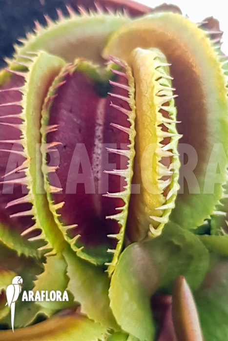 Dionaea muscipula ‚One and only 13‘