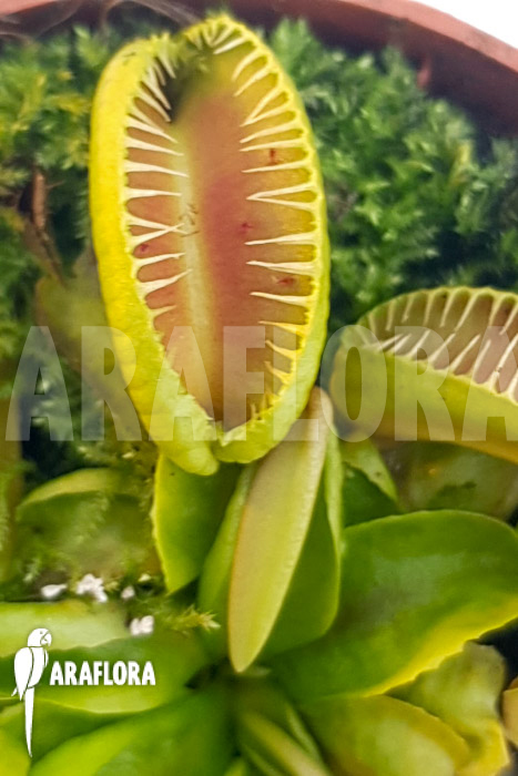 Dionaea muscipula ‚One and only 14‘