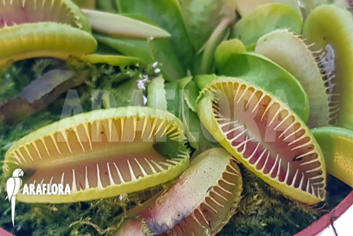 Dionaea muscipula ‚One and only 14‘