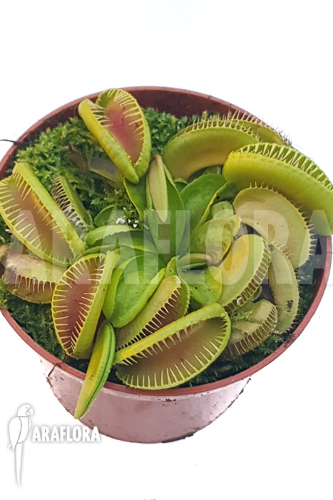 Dionaea muscipula ‚One and only 14‘