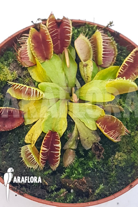 Dionaea muscipula ‚One and only 15‘