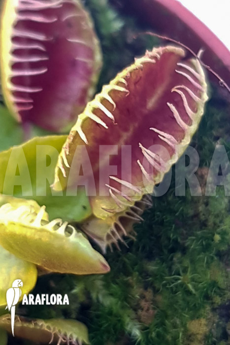 Dionaea muscipula ‚One and only 15‘
